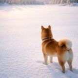 蓄電池手動調整の結果　2025年12月