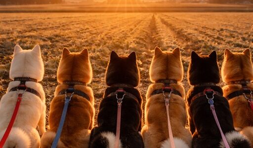 EV急速充電器網（Ｄ、コンビニ）2025年概況　2026年1月